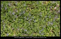 Veronica-officinalis5