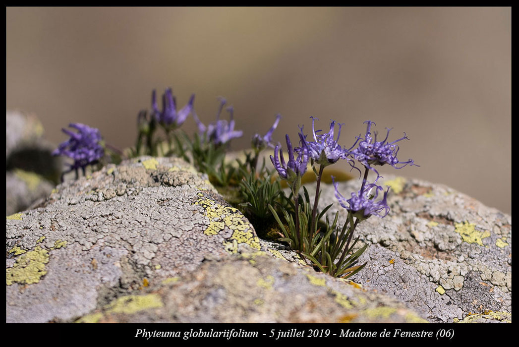 Phyteuma-globulariifolium3