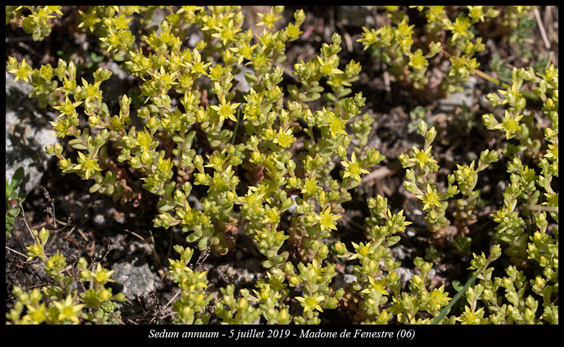 Sedum-annuum5