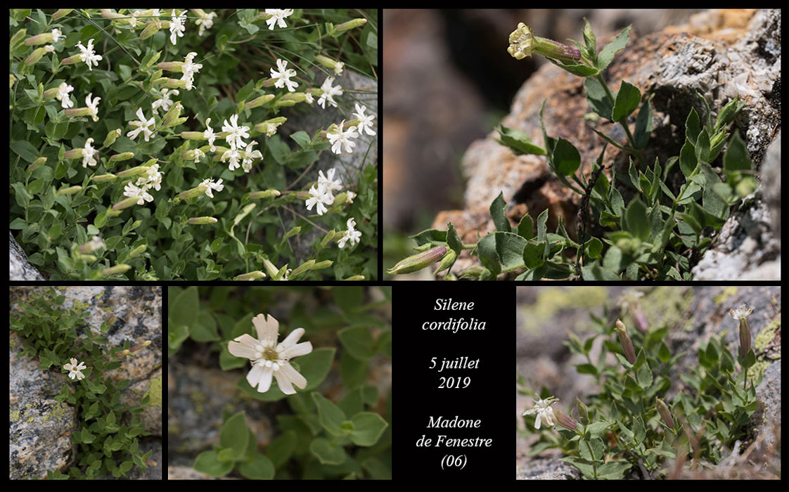 Silene-cordifolia4