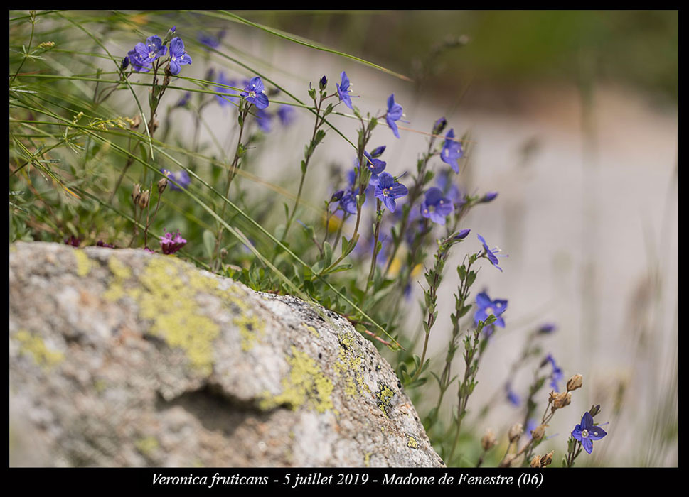 Veronica-fruticans12