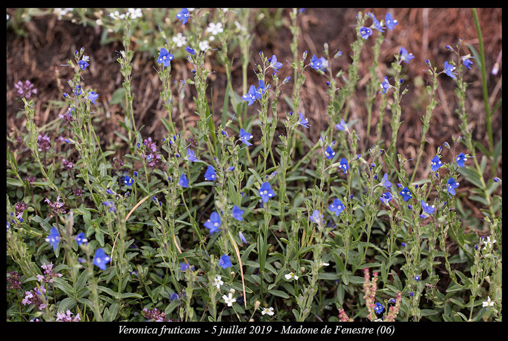 Veronica-fruticans13