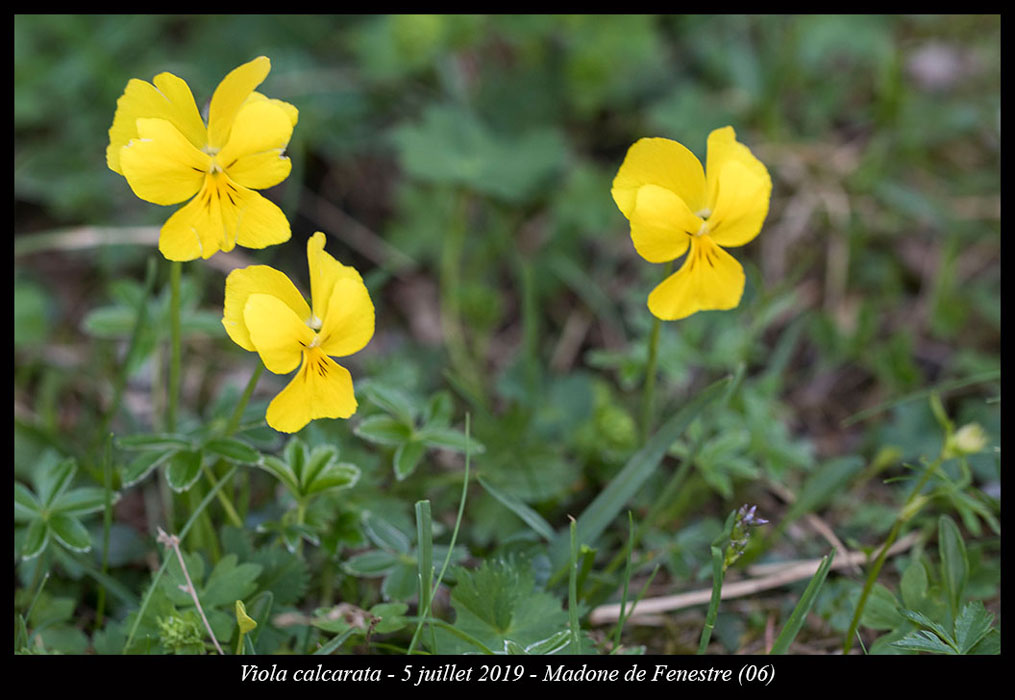 Viola-calcarata