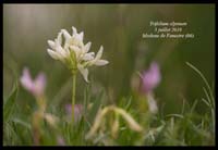 Trifolium-alpinum6