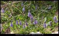 Veronica-allionii6