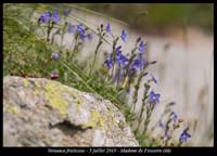 Veronica-fruticans12