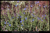 Veronica-fruticans13
