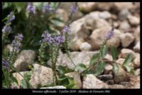 Veronica-officinalis6