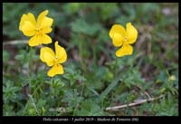 Viola-calcarata