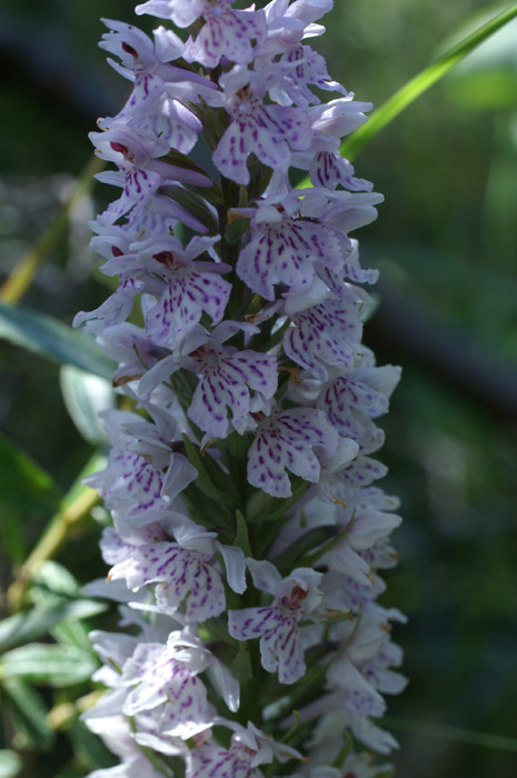 Dactylorhiza fuchsii Merlimont 170607 (9)