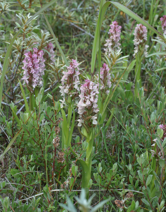 Dactylorhiza incarnata Merlimont 170607 (11)