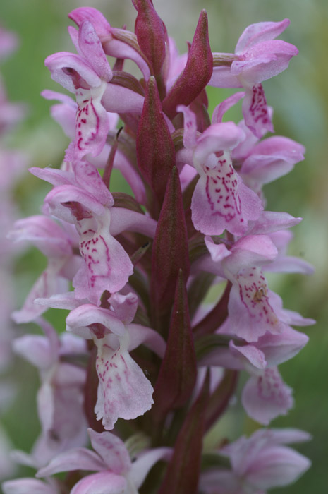 Dactylorhiza incarnata Merlimont 170607 (12)