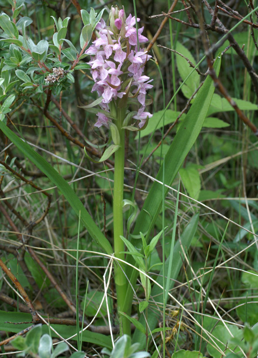 Dactylorhiza incarnata Merlimont 170607 (15)