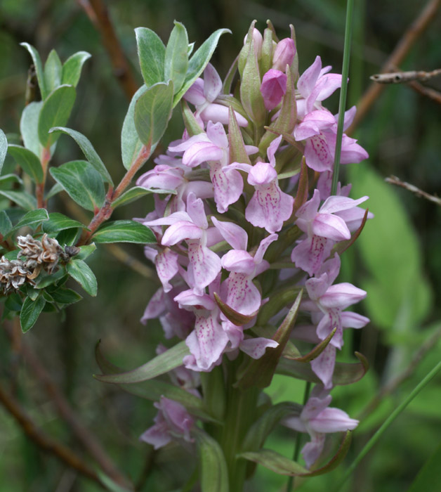 Dactylorhiza incarnata Merlimont 170607 (16)