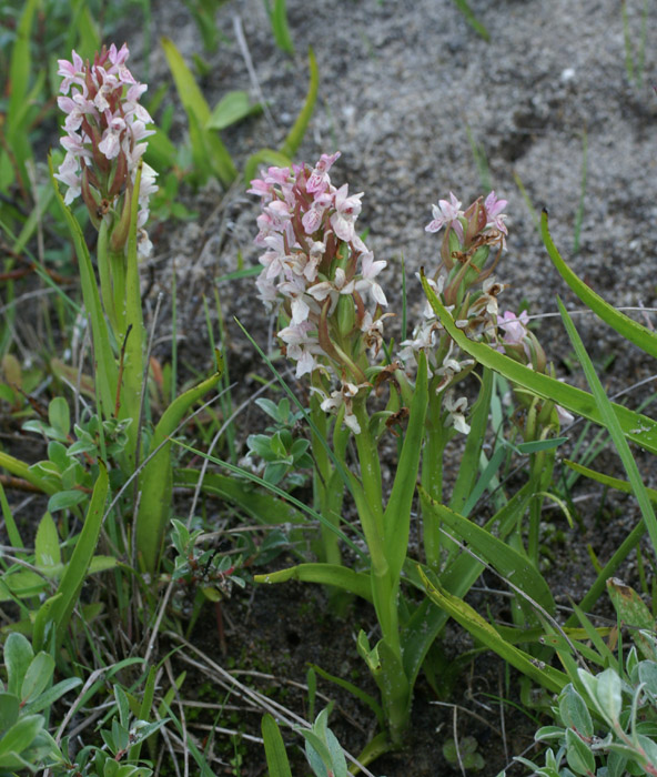 Dactylorhiza incarnata Merlimont 170607 (24)