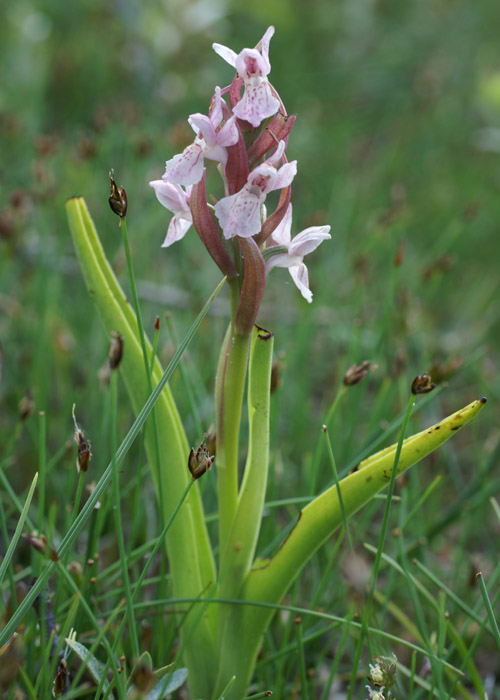 Dactylorhiza incarnata Merlimont 170607 (5)