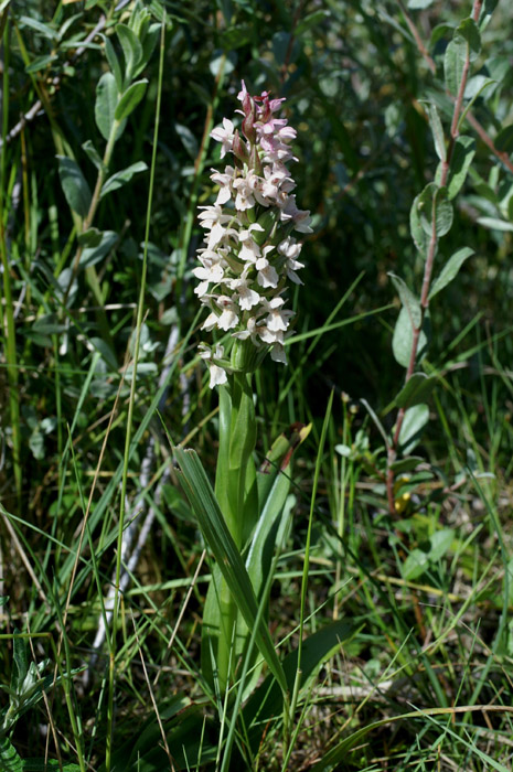 Dactylorhiza incarnata Merlimont 170607 (7)