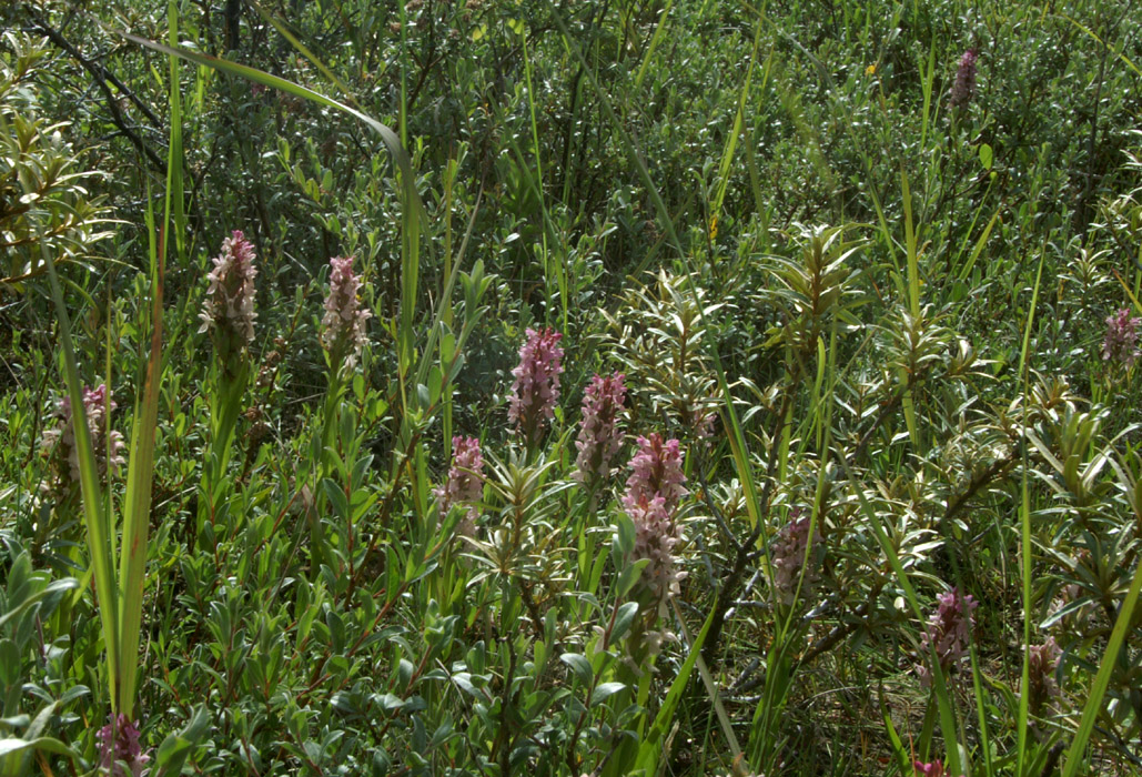 Dactylorhiza incarnata Merlimont 170607 (8)