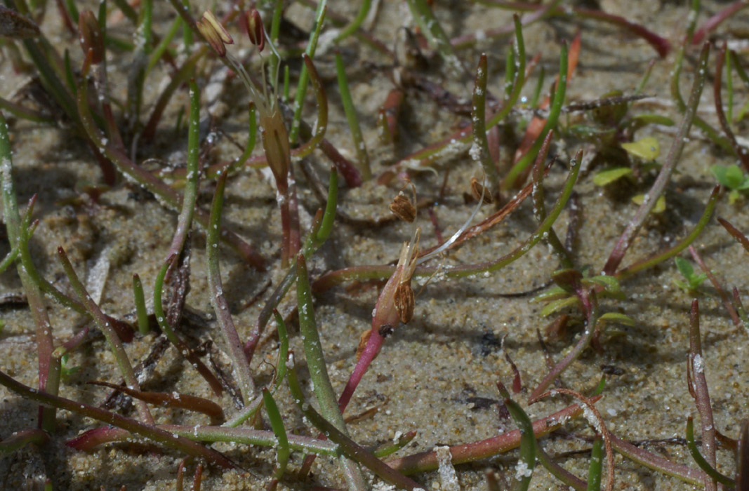 Litorella uniflora Merlimont 170607 (52)