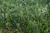 Dactylorhiza incarnata & Epipactis palustris Merlimont 170607 (15)