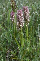 Dactylorhiza incarnata Merlimont 170607 (10)