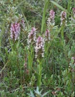 Dactylorhiza incarnata Merlimont 170607 (11)