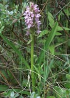 Dactylorhiza incarnata Merlimont 170607 (15)