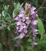 Dactylorhiza incarnata Merlimont 170607 (16)