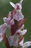 Dactylorhiza incarnata Merlimont 170607 (6)