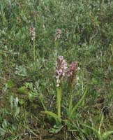 Dactylorhiza incarnata Merlimont 170607 (9)