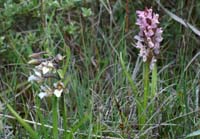 Epipactis palustris & Dactylorhiza incarnata Merlimont 170607 (14)