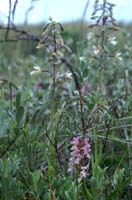 Epipactis palustris & Dactylorhiza incarnata Merlimont 170607 (20)