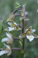 Epipactis palustris Merlimont 170607 (16)