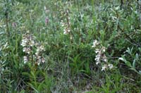 Epipactis palustris Merlimont 170607 (17)