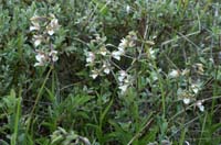 Epipactis palustris Merlimont 170607 (18)