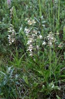 Epipactis palustris Merlimont 170607 (19)