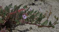 Erodium cicutarium Merlimont 170607 (44)