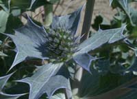 Eryngium maritimum Merlimont 170607 (42)