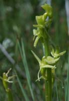 Liparis loeselii Merlimont 170607 (7)
