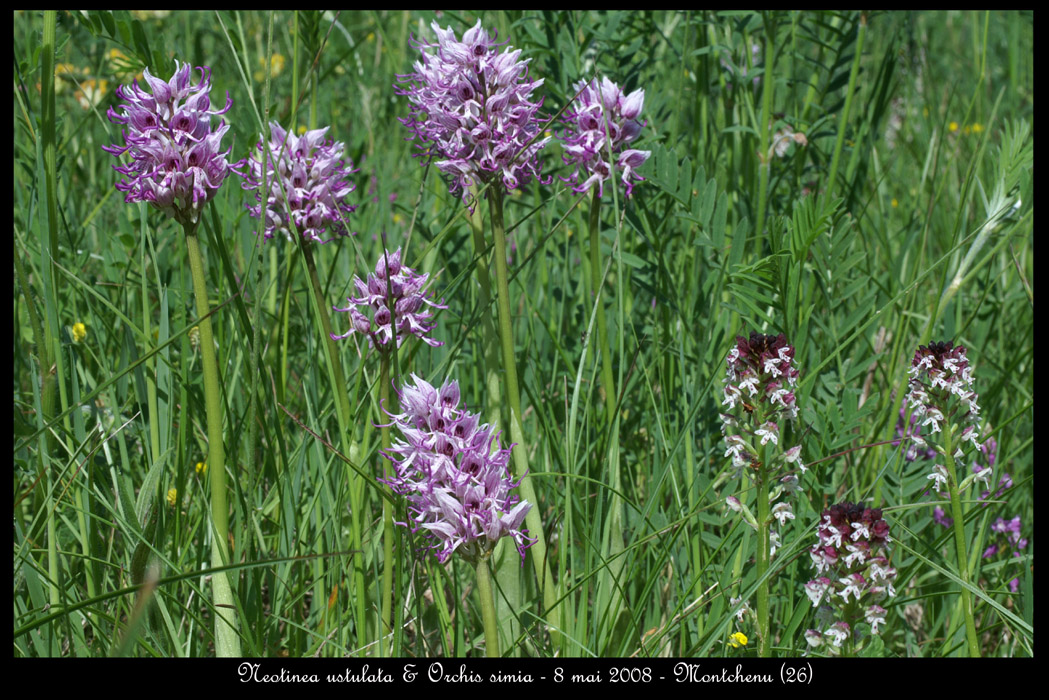 Neotinea ustulata & Orchis simia2