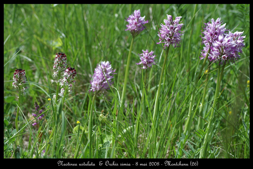 Neotinea ustulata & Orchis simia3