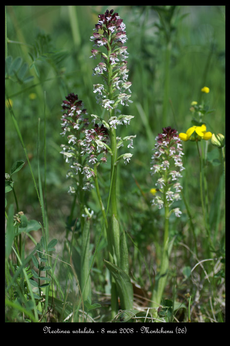 Neotinea ustulata6