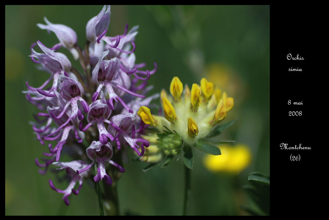 Orchis simia13