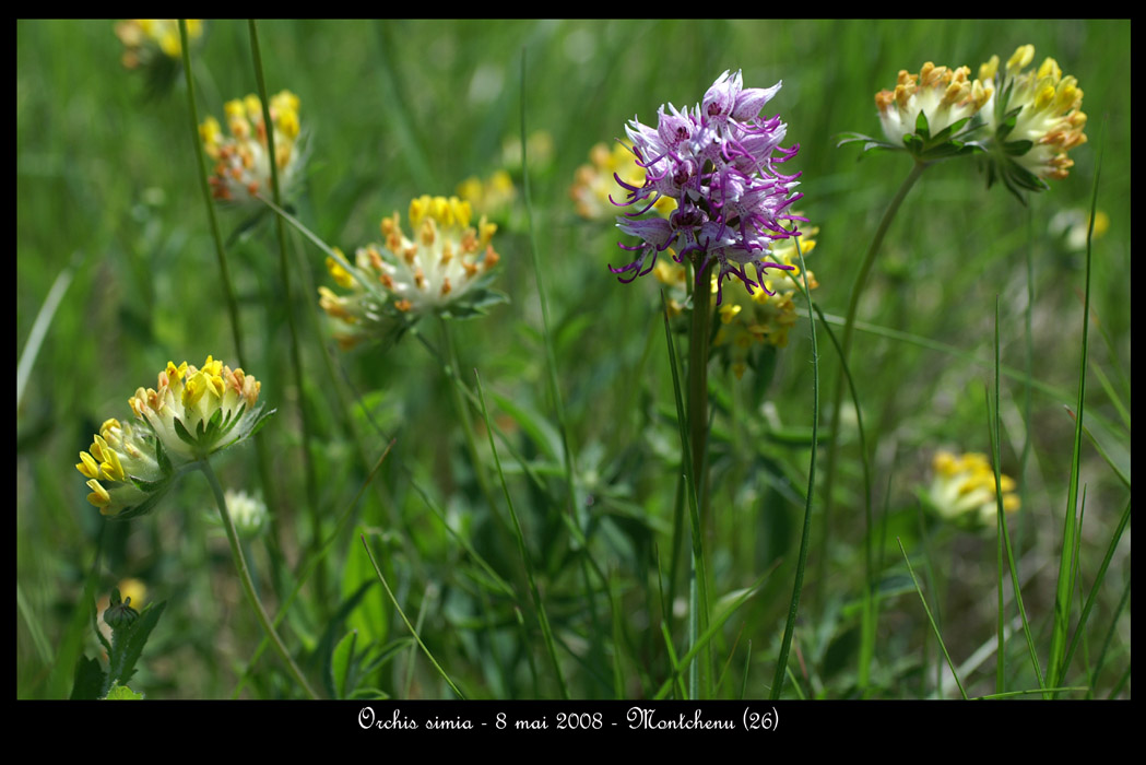 Orchis simia14