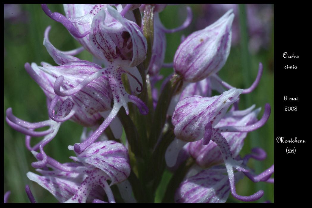 Orchis simia2