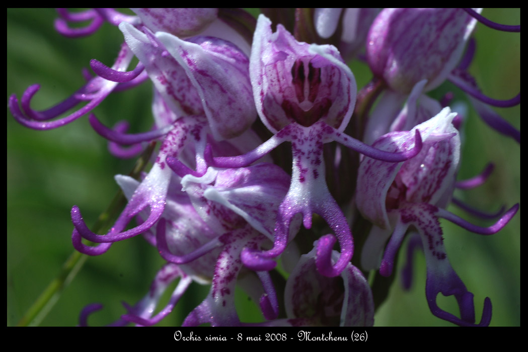 Orchis simia5