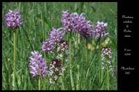 Neotinea ustulata & Orchis simia