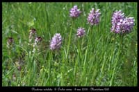 Neotinea ustulata & Orchis simia3