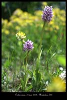 Orchis simia10