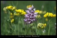 Orchis simia11